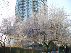 2月に咲いたダウンタウンの桜 - １ -