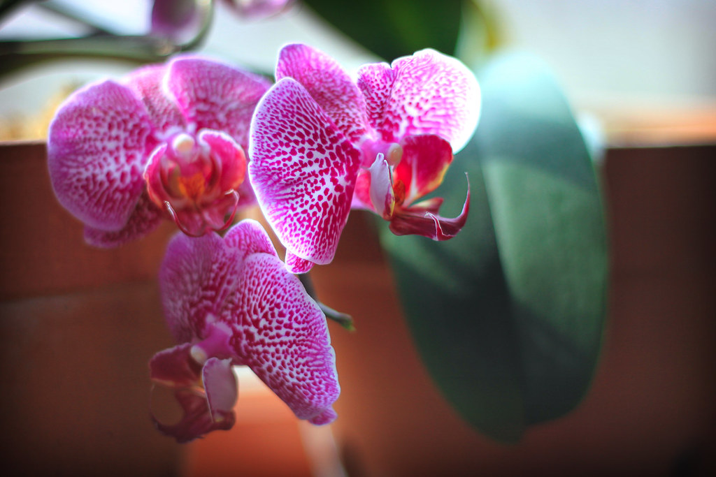 orchids 075x