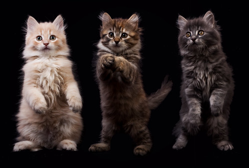 フリー画像|動物写真|哺乳類|ネコ科|猫/ネコ|子猫|立ち上がる|フリー素材|