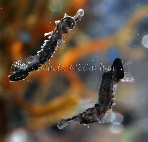 baby-seahorses