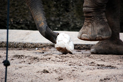 Elephant Soccer World Champion