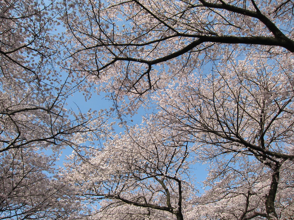 Koganei Park Sakura Matsuri