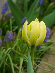 Tulip, April 2010