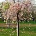 Cherry Blossoms Newark NJ