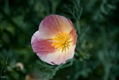 Pink & Cream California Poppy