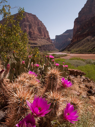 Grand Canyon in bloom
