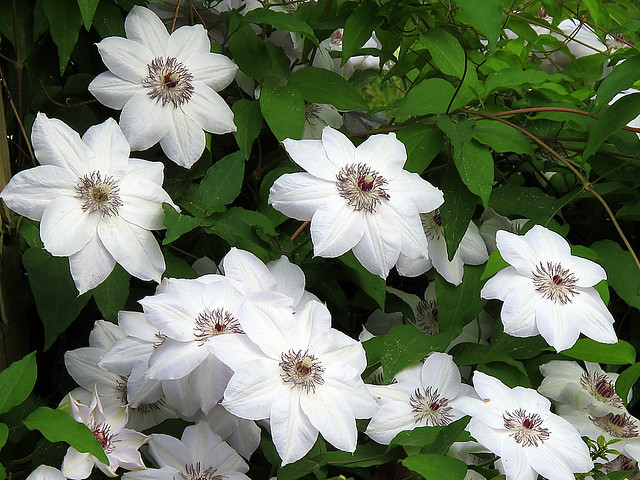 White Clematis Lovely Flowers
