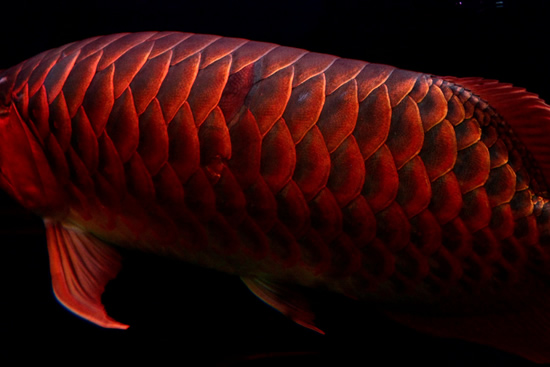 05_Red-Dragon-Fish3
