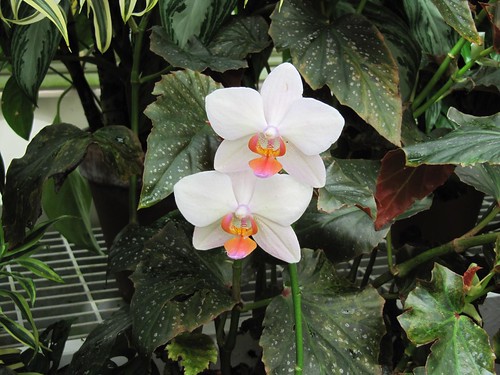 Conservatory orchids 5689
