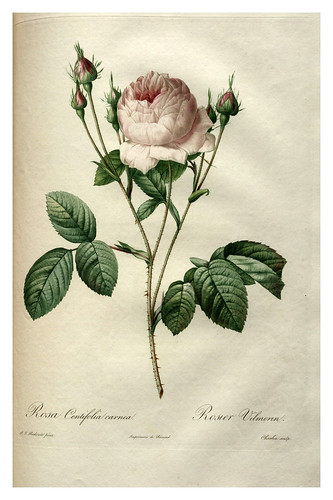 011-Les roses 1817-1824- Pierre-Joseph Redouté