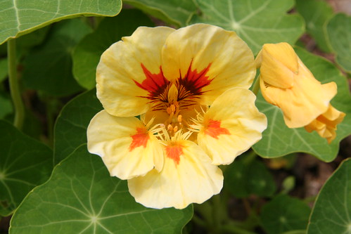 Nasturtiums from Seed