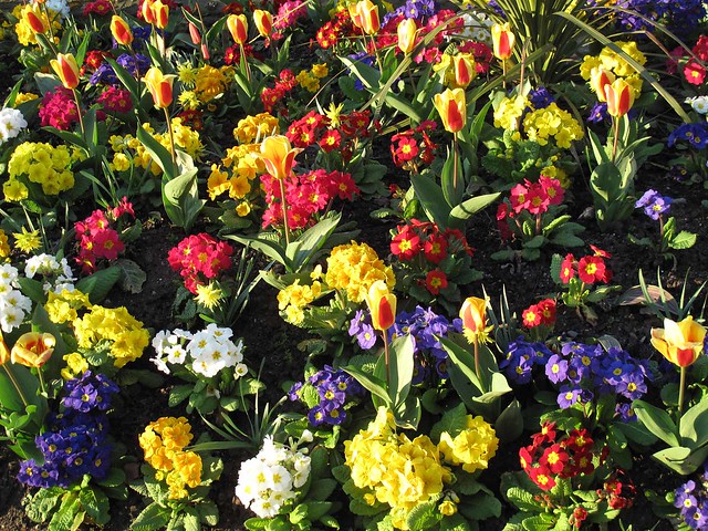 Spring flowers in Edinburgh