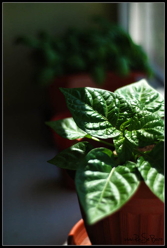 Small habanero plant 1