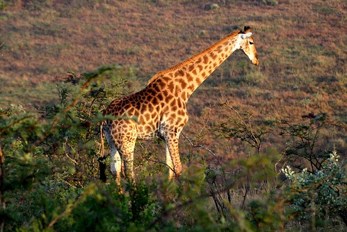 Giraffe ©  Jean & Nathalie