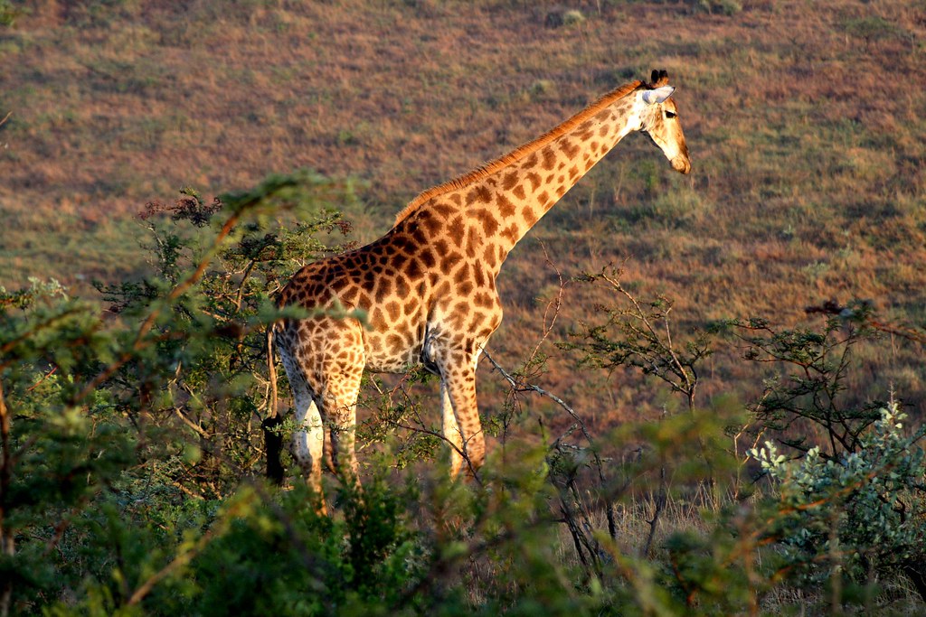 фото: Giraffe