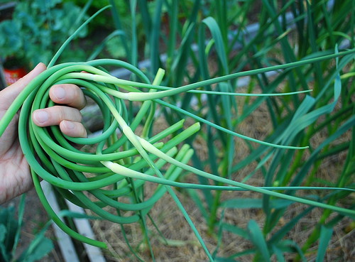 Harvesting Garlic Scapes 2