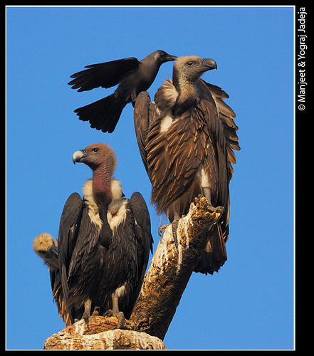 Crows mobbing vultures (Gyps bengalensis)