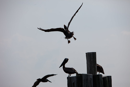 An Almost Perfect Landing by a Brown Pelican in Alabama