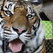 Tigers in Thailand | Video