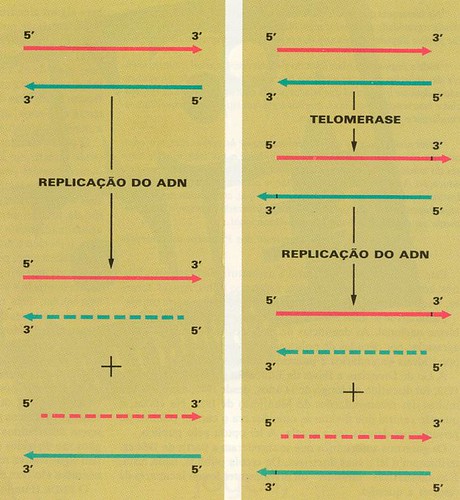 Telomerase e DNA por Nobrega, 1990.