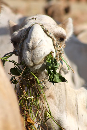 Cairo - Camel Market - 11