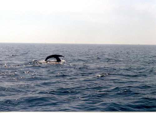 A whale tail