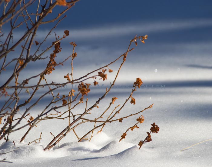 A mountain mahogany bush with its russet winter leaves contrasts with the soft tones of a fresh snow in Colorado.
