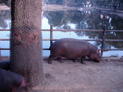 Hipopotam din Kathmandu