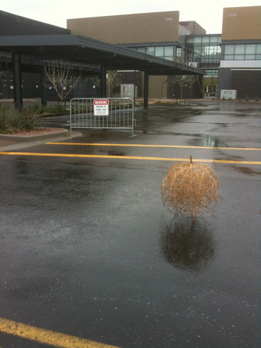 Tumbleweed in a rainstorm