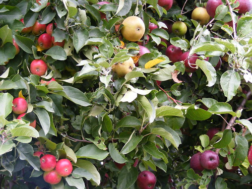 Poverty Lane Orchards Apple Zoo
