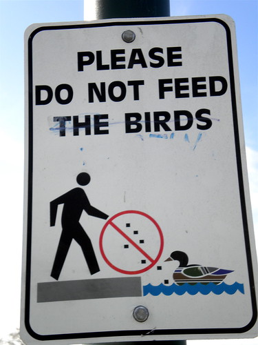 January 27: Please Do Not Feed The Birds