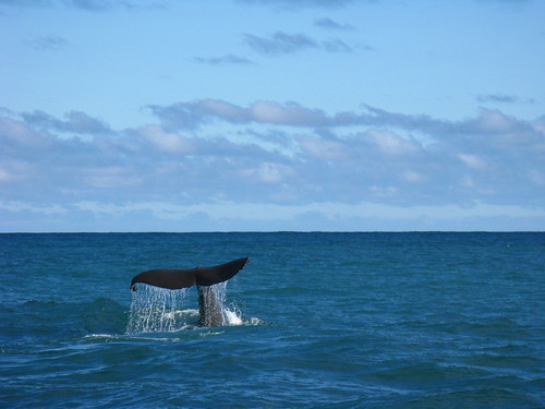 Whale watchin' @ Kaikoura