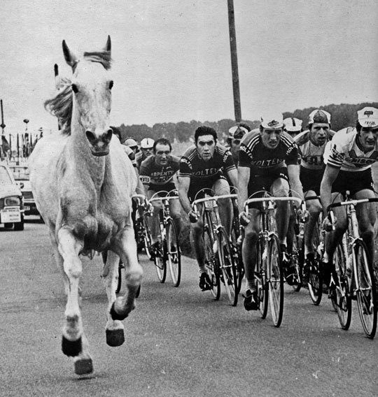 White Horse at 1975 TDF