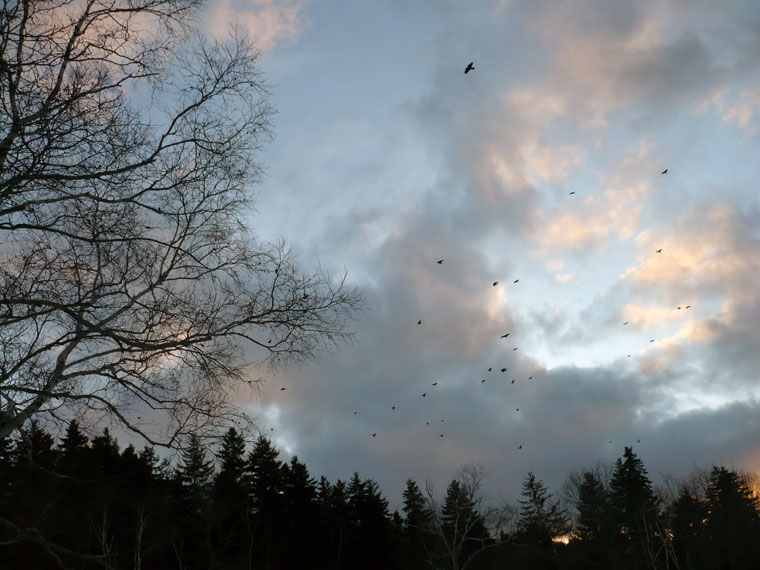 clouds and crows