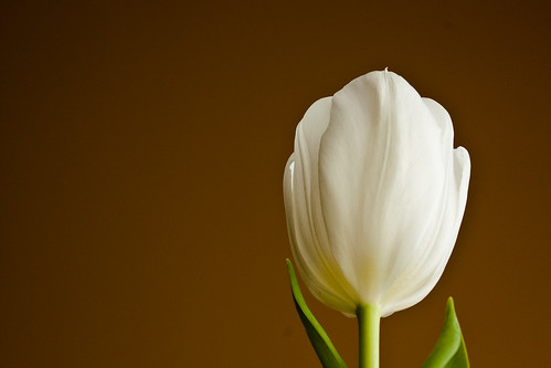 51.  Tulip