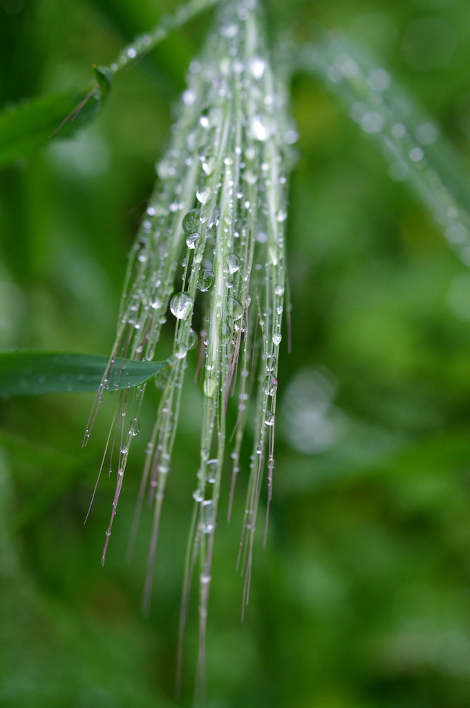 rain beads in green taken with pentax k-x white and vivitar 70-150mm f/3.8 by kiron