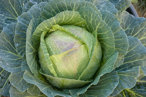 Papa Cabbage Before