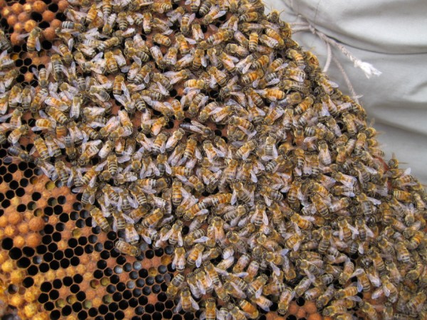 beekeeping 048 (600 x 450)