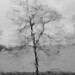 stockton tree
