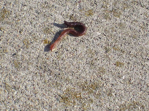 Worm on theSidewalk