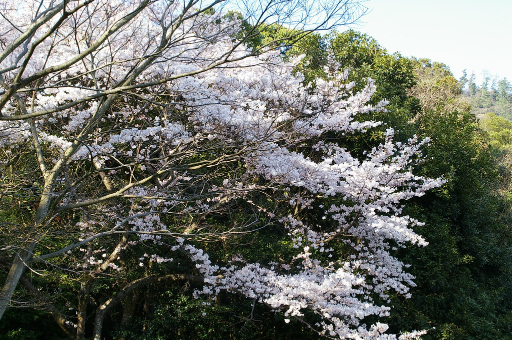 izumo shrine's sakura