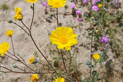 wildflowers at Anza-Borrego Desert State Park 0055