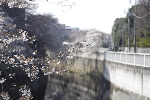 Cherry blossoms at Kanda river 2
