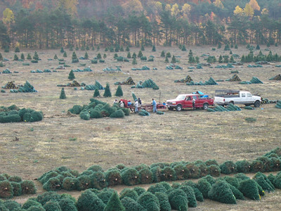 Harvesting Christmas Trees Dutchman Tree Farms would like to help you start
