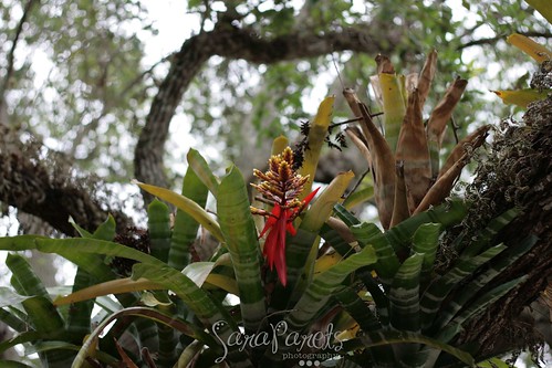 Bromeliads in the oak tree