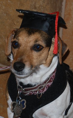 Abby's Graduation (Intermediate Obedience)