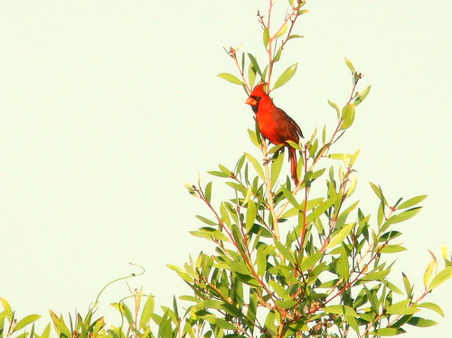 Northern Cardinal 20100524