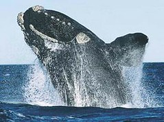 北大西洋露脊鯨僅存350隻。照片來源：美國Marine Mammal Commission。