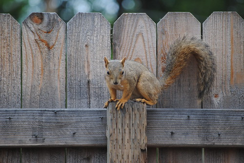 Squirrelies.