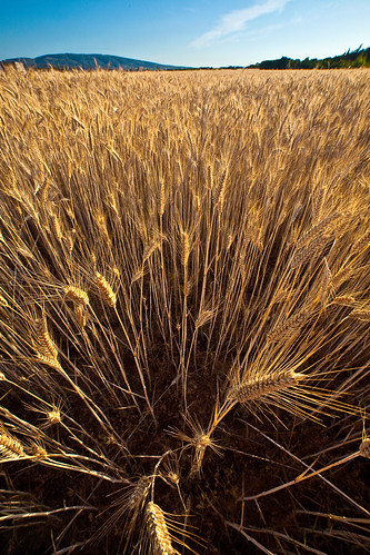 trigo - wheat (Falcon 14mm f/2.8)